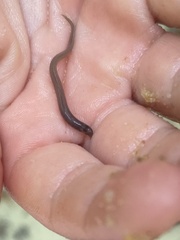 Anguilla rostrata