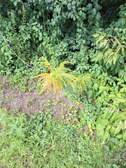 Solidago