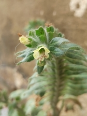 Hyoscyamus albus