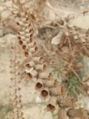 Hyoscyamus albus