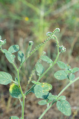 Heliotropium europaeum