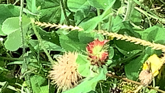 Trifolium incarnatum