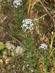 Iberis amara