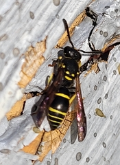 Ancistrocerus adiabatus