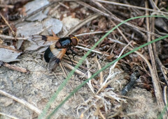 Volucella pellucens
