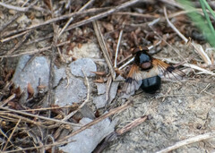 Volucella pellucens