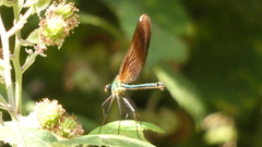 Calopteryx haemorrhoidalis