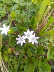 Richardia grandiflora