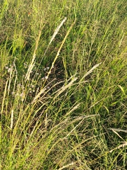 Digitaria californica