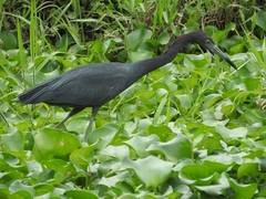 Egretta caerulea