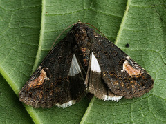 Aedia funesta
