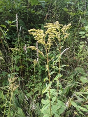 Solidago juncea