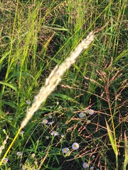 Digitaria californica