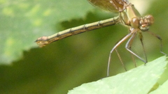 Calopteryx haemorrhoidalis