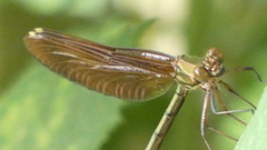 Calopteryx haemorrhoidalis