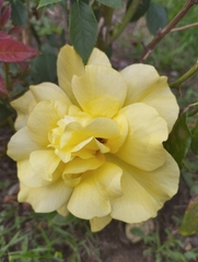 Rosa chinensis