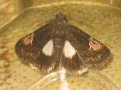 Aedia funesta
