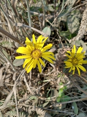 Grindelia stricta