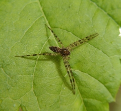 Dolomedes tenebrosus