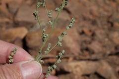 Chenopodium pratericola