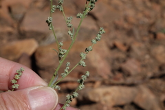 Chenopodium pratericola
