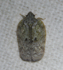 Flatoidinus punctatus