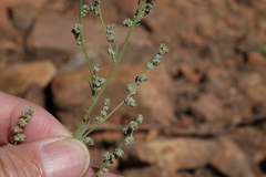 Chenopodium pratericola