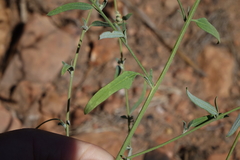 Chenopodium pratericola