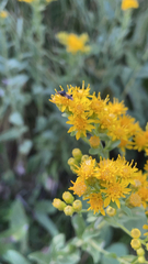 Phymata pennsylvanica