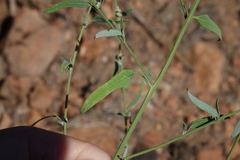 Chenopodium pratericola