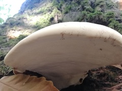 Ganoderma resinaceum