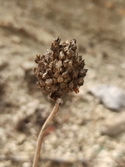 Allium sphaerocephalon