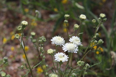 Chaenactis fremontii