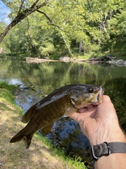 Micropterus dolomieu