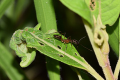 Odontomachus chelifer