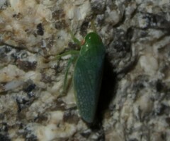 Gyponini