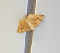 Camptogramma bilineata