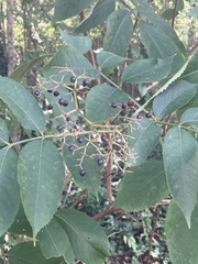 Sambucus canadensis