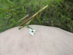 Symphyotrichum dumosum