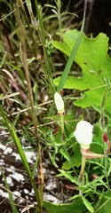 Oenothera tetraptera