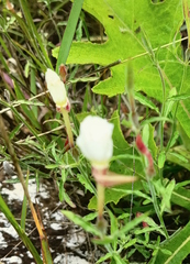 Oenothera tetraptera