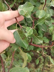 Pyrus bourgaeana