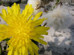 Sonchus