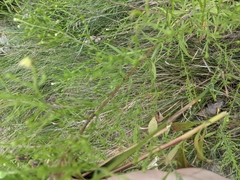 Symphyotrichum dumosum