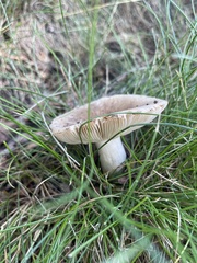 Russula grata