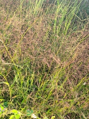 Eragrostis intermedia
