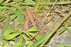 Rhinella poeppigii