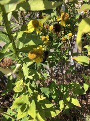 Megachile sculpturalis