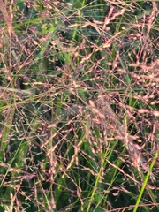 Eragrostis intermedia