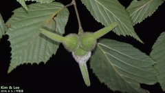 Corylus sieboldiana